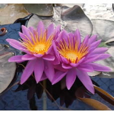 N. PURPLE CONE N. PURPLE CONE